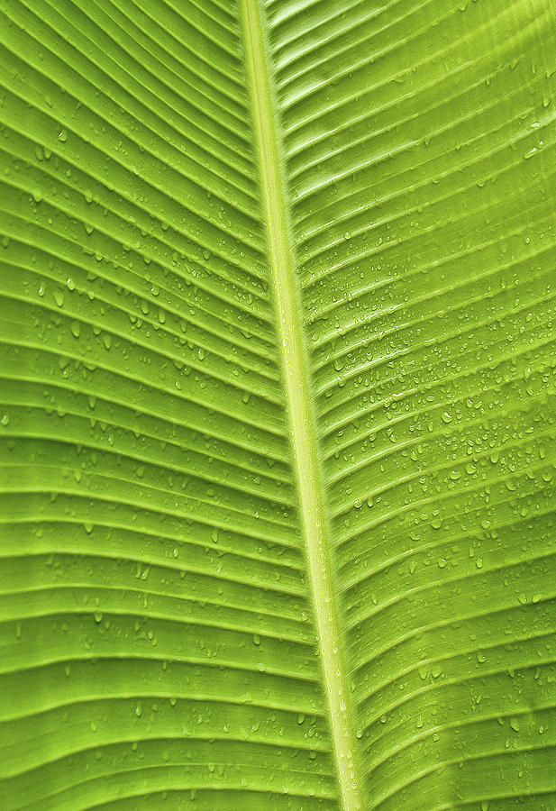 Palm Photograph - Fan Palm Leaf by Lou  Novick