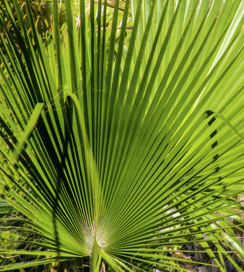 Fan Palm View 2 Photograph by James Gay