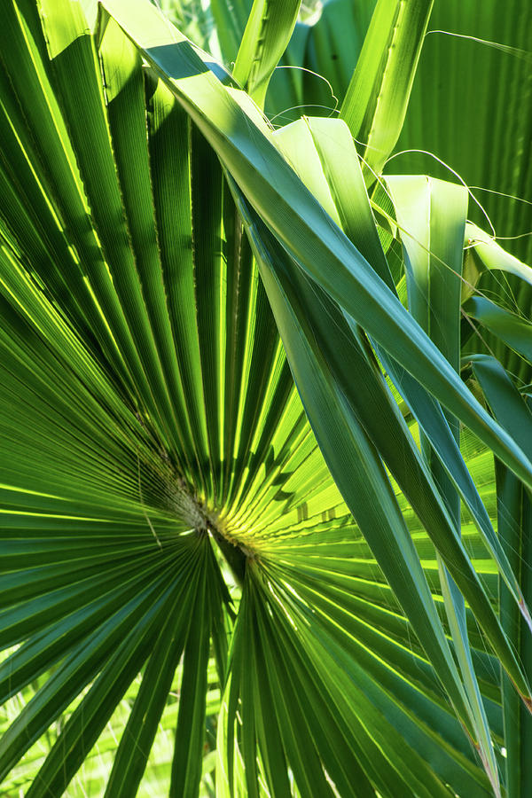 Fan Palm View 3 Photograph by James Gay