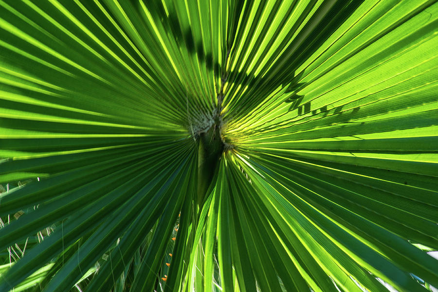 Fan Palm View Photograph by James Gay