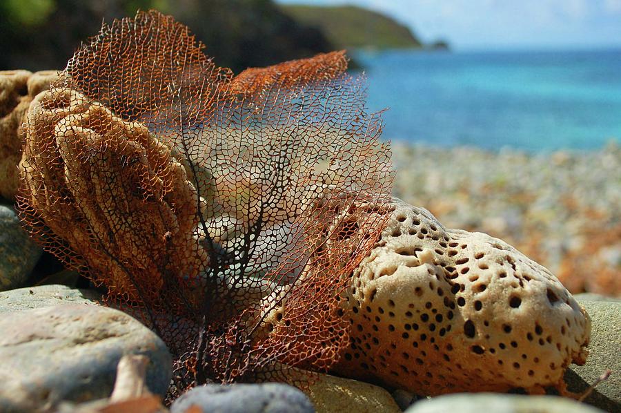 Fan Sponge and Coral Digital Art by Michael Thomas