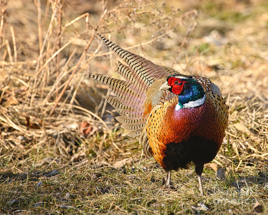 Fan Tailed Pheasant Photograph by Timothy Flanigan
