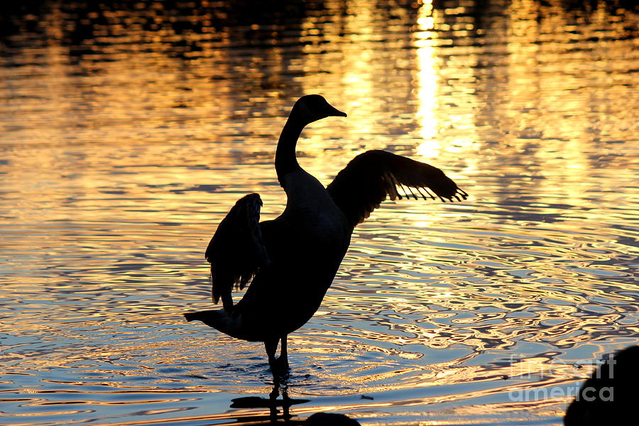 The Elegant Dance by Hanni Stoklosa The Elegant Dance by Hanni Stoklosa