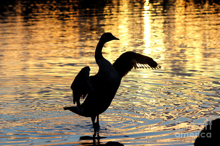 The Elegant Dance Photograph by Hanni Stoklosa