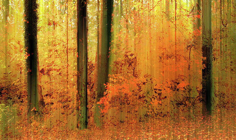 Tree Photograph - Fanciful Forest by Jessica Jenney