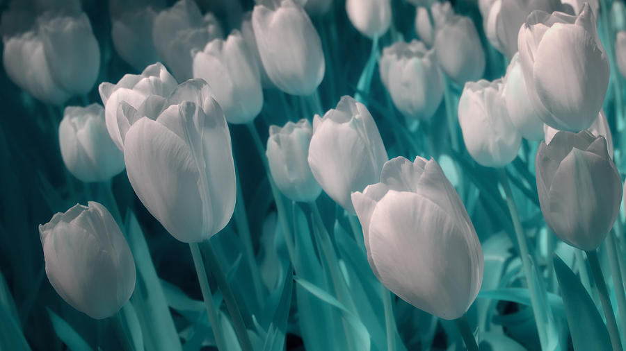 Tulip Photograph - Fanciful Tulips in Aqua by James Barber