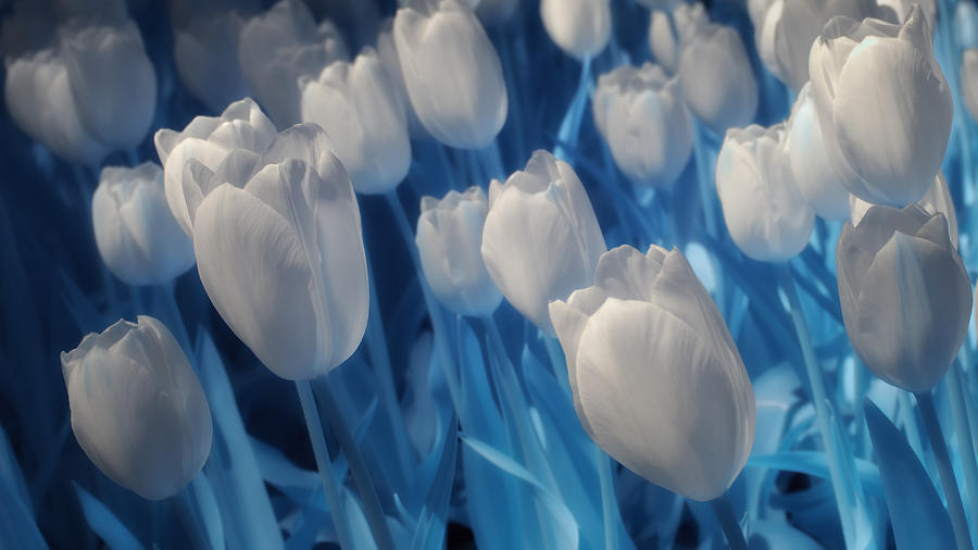 Fanciful Tulips in Blue Photograph by James Barber