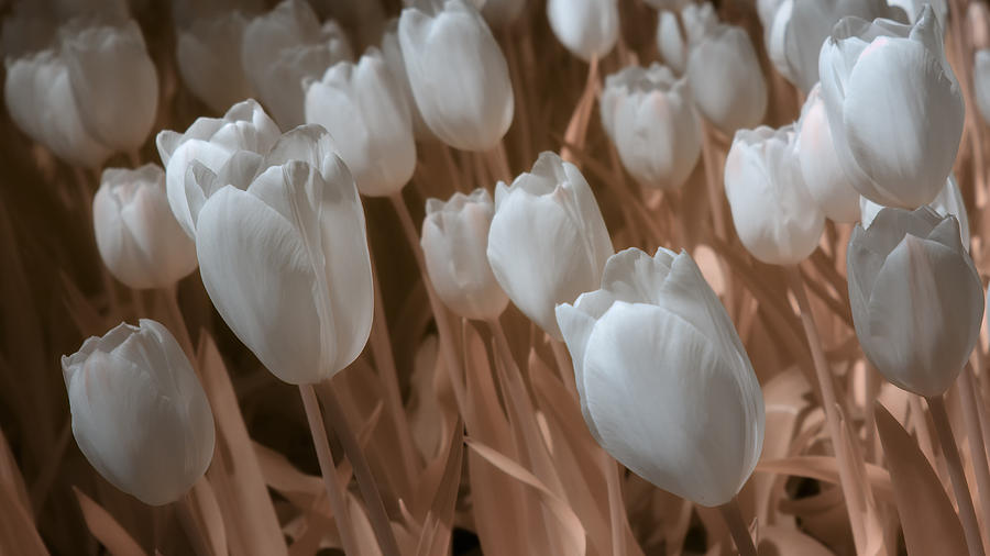 Fanciful Tulips in Peach Photograph by James Barber