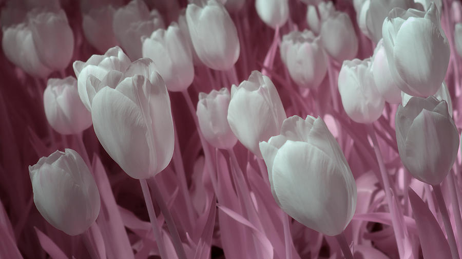 Fanciful Tulips in Pink Photograph by James Barber