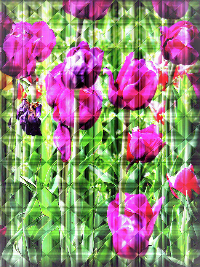 Fanciful Tulips Photograph