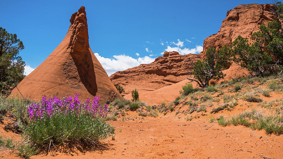 Fanciful Wildflowers Kodachrome State Park Utah Photograph by Lawrence S Richardson Jr
