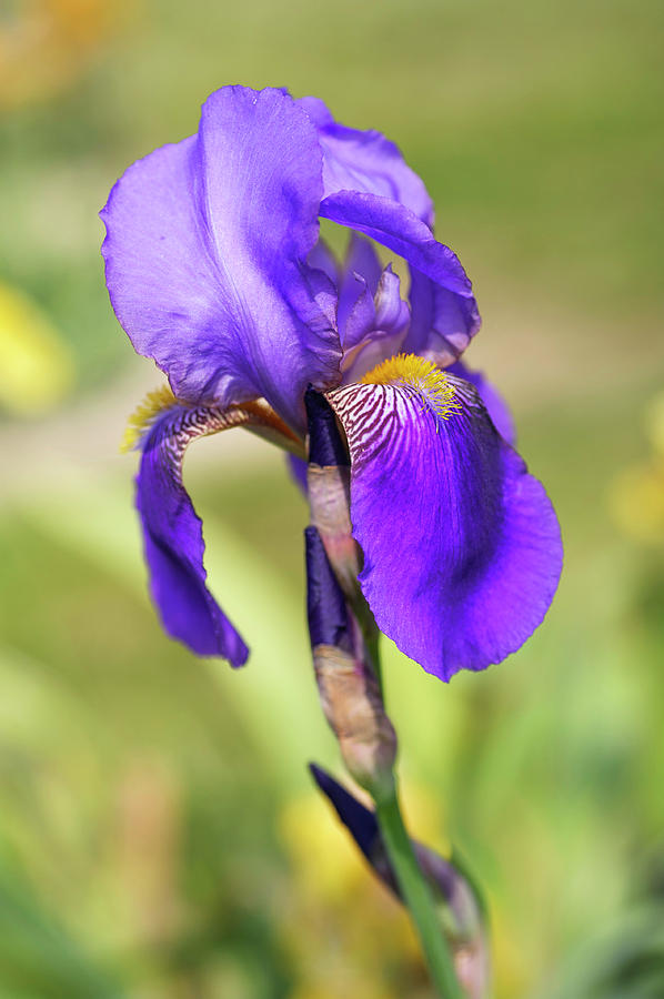 Fancy Ancy. The Beauty of Irises Photograph by Jenny Rainbow