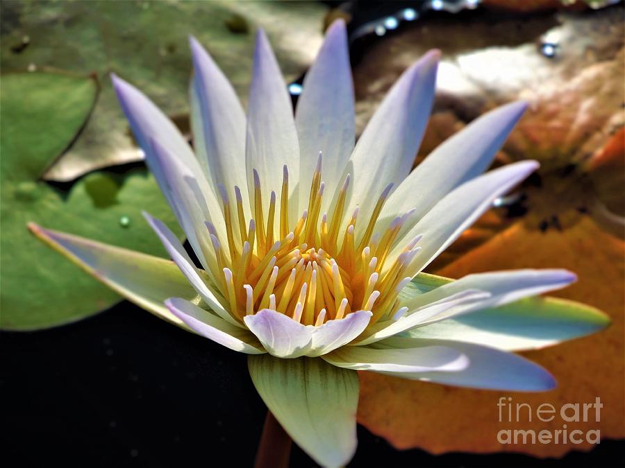 Fancy Blue Water Lily Photograph by Chad and Stacey Hall