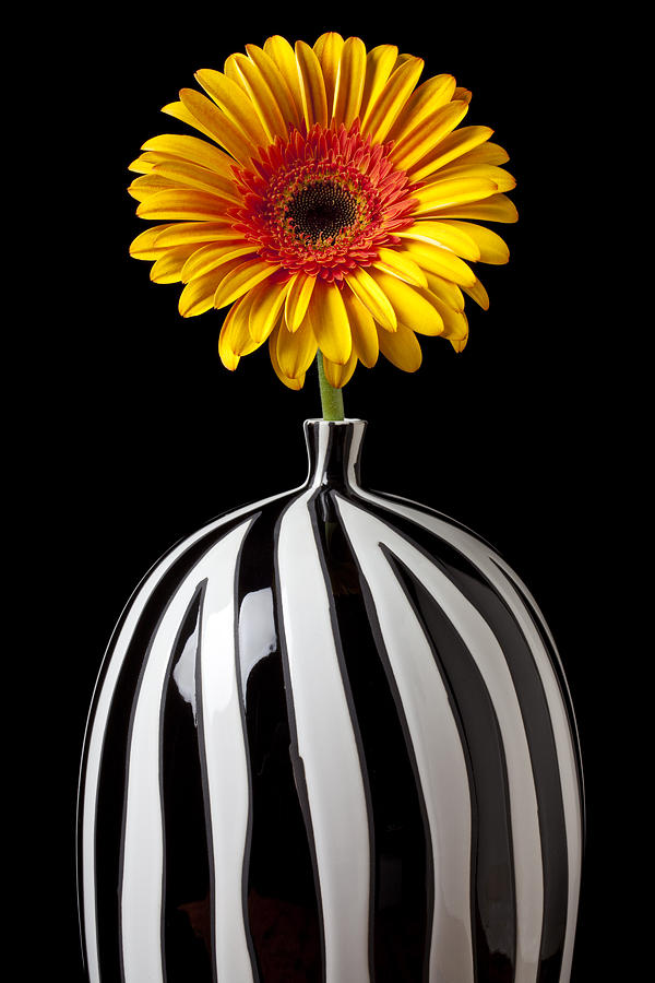Fancy daisy in stripped vase  Photograph by Garry Gay
