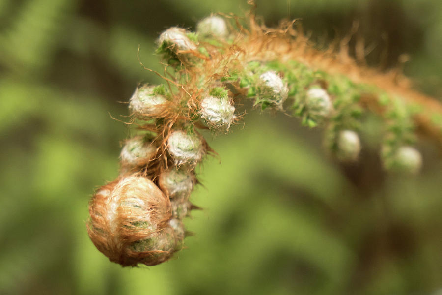 Fancy Fern by Crystal Hoeveler Fancy Fern by Crystal Hoeveler