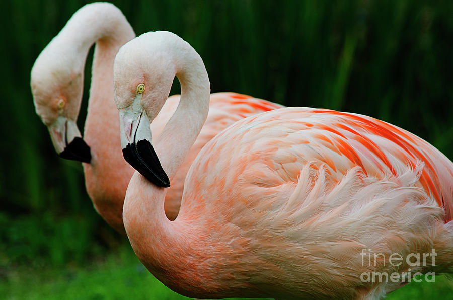 Fancy Flamingos by Spade Photo Fancy Flamingos by Spade Photo