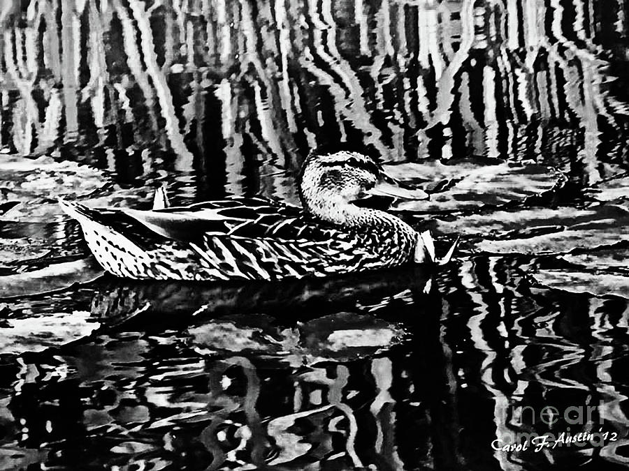 Fancy for Ducks BLACK AND WHITE FINE ART Photograph by Carol F Austin