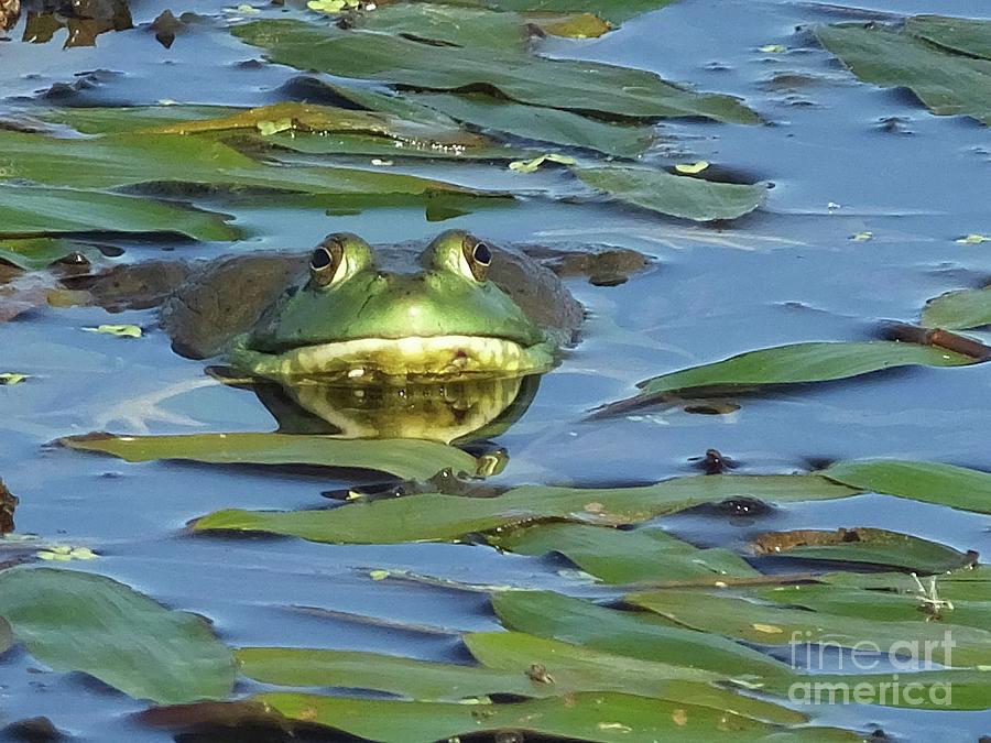 Nature Photograph - Fancy Frog by Michelle HansenDaberkow
