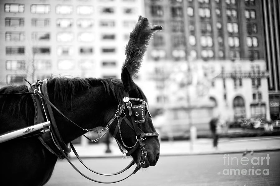 Fancy Horse in the Grand Army Plaza New York City Photograph by John Rizzuto
