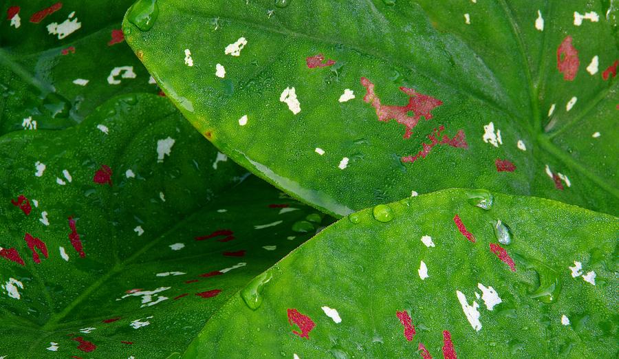 Caladiums Photograph - Fancy Leaf Caladium  by Richard Rizzo