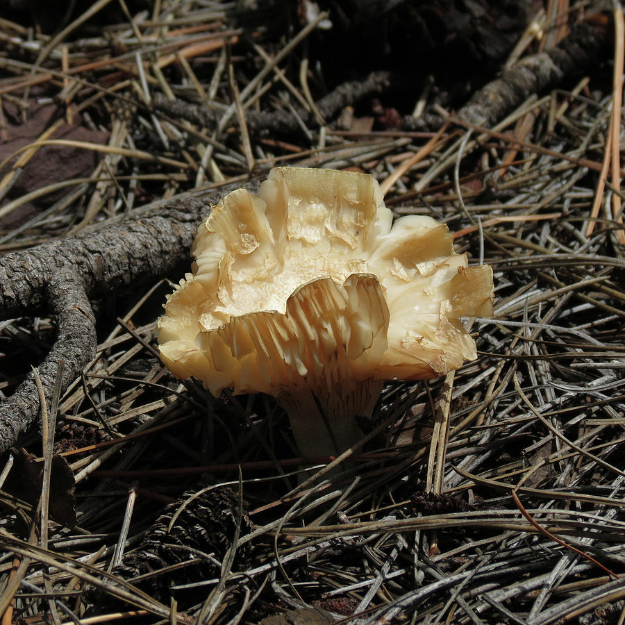 Fancy Mushroom Photograph by Laurel Powell