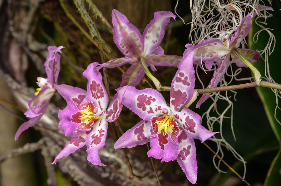 Flower Photograph - Fancy Orchids by Robert Coffey