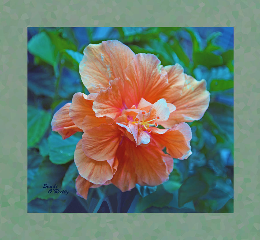 Fancy Peach Hibiscus Photograph by Sandi OReilly