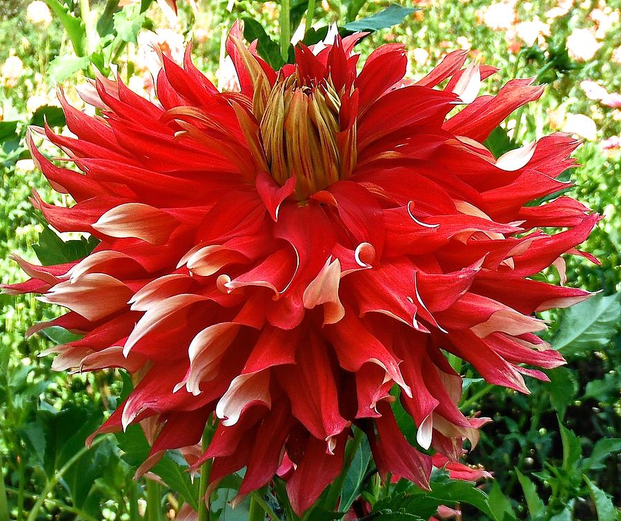 Flower Photograph - Fancy Red Dahlia by Suzanne McDonald