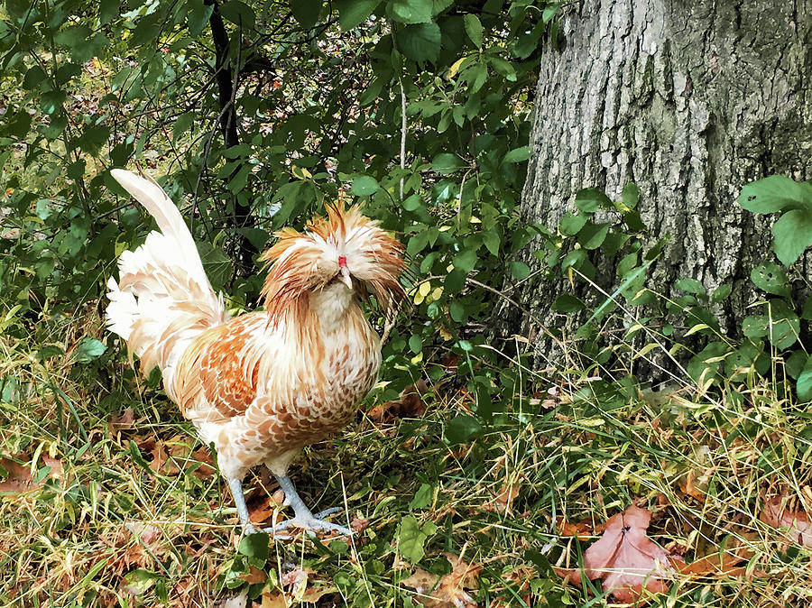 Fancy Rooster Photograph by Susan Maxwell Schmidt