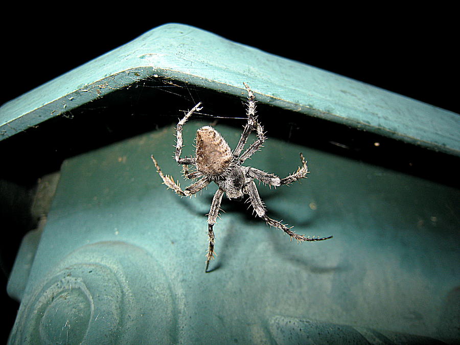 Fancy Spider House Photograph by John King I I I
