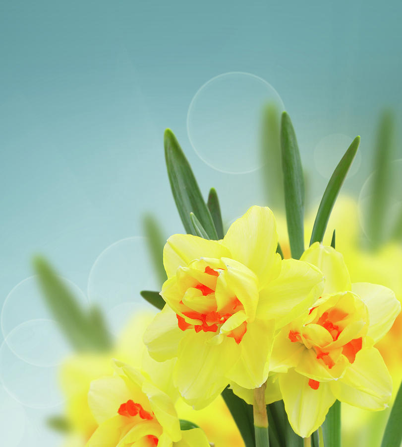 Fancy Spring Narcissus Garden  Photograph by Anastasy Yarmolovich