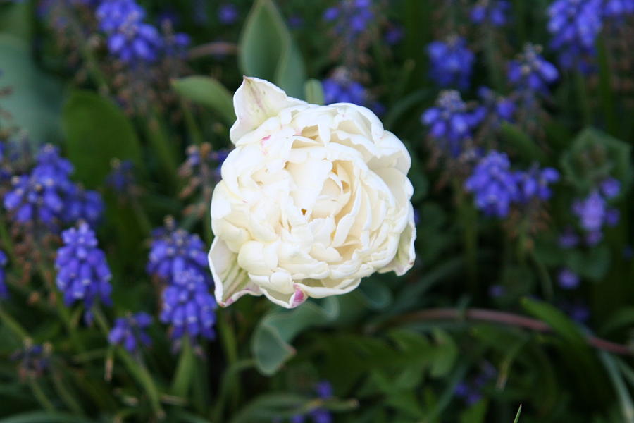 Fancy Tulip Photograph by Wendy Munandi - Pixels