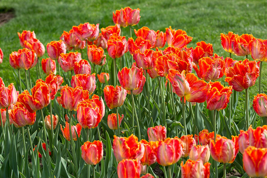 Fancy Tulips 2 Photograph by Allan Morrison
