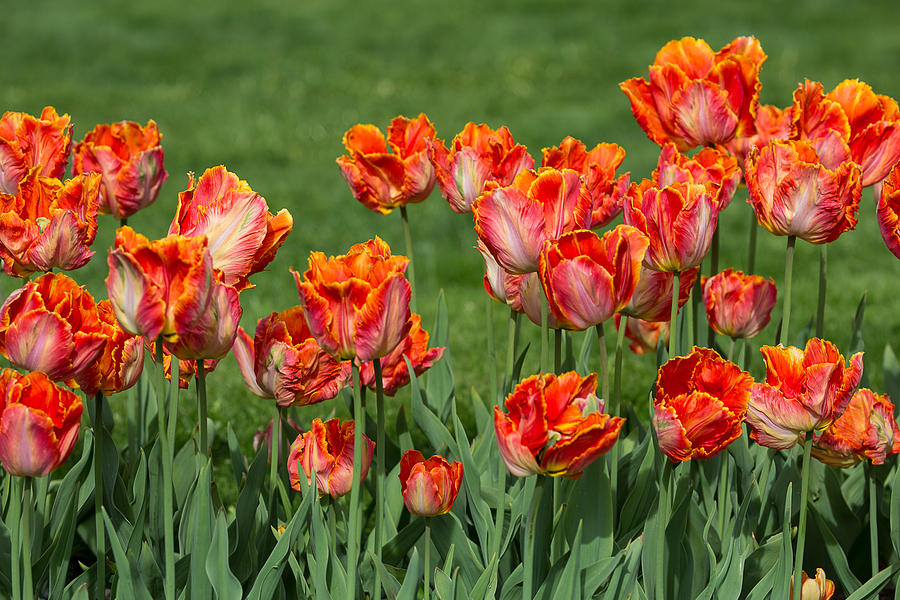 Fancy Tulips 3 Photograph by Allan Morrison