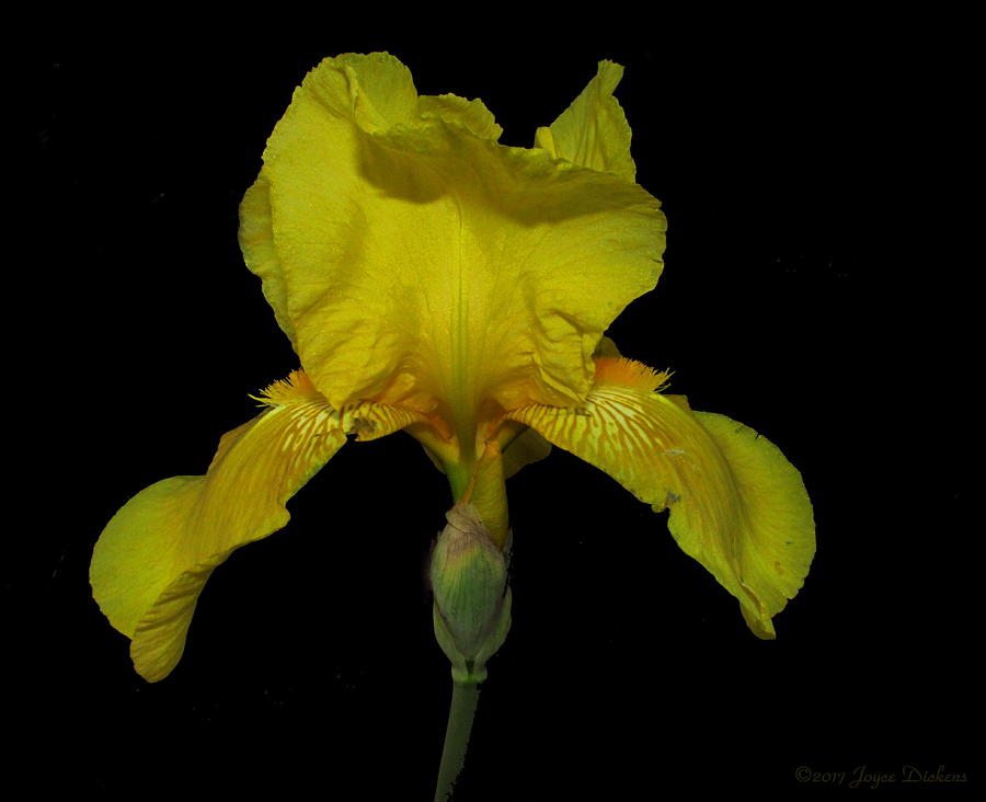 Fancy Yellow Iris Photograph by Joyce Dickens