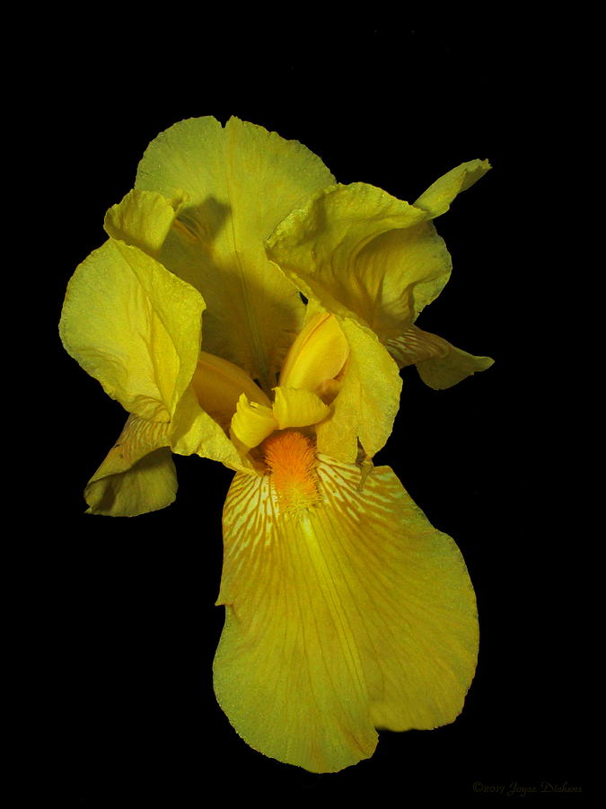 Iris Photograph - Fancy Yellow Iris Two by Joyce Dickens