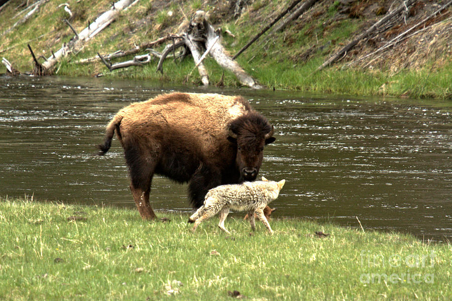 Yellowstone National Park Photograph - Fending Off The Coyote Attack Along The Madison by Adam Jewell