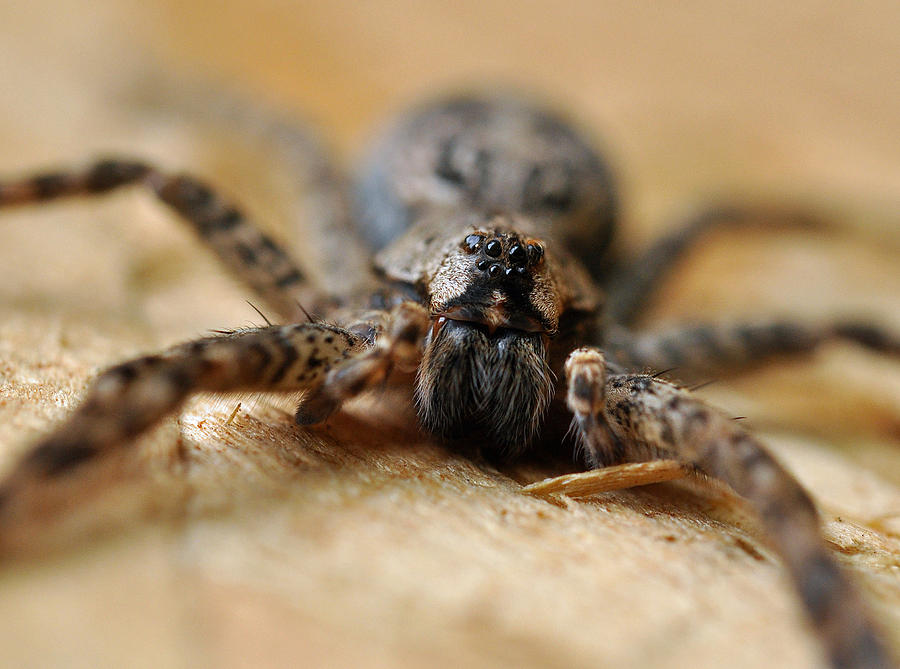Spider Close Up Photograph by Glenn Gordon