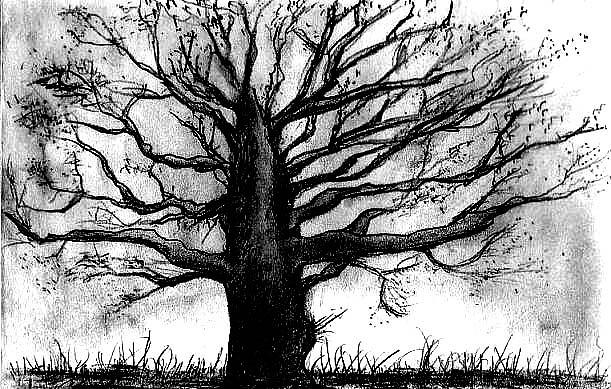 Unique Drawing - Fanned Out Tree by Matt Quest