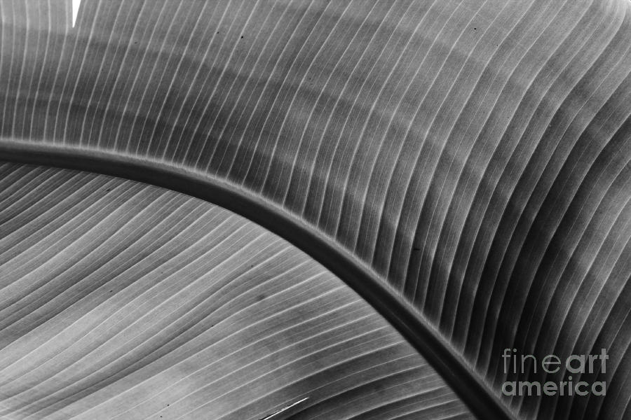 Palm Photograph - Fanning It by Keri West Palm Photograph - Fanning It by Keri West