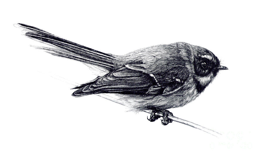 Fantail Drawing by Malcolm Bowling