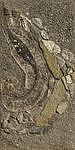 Python Skin Painting - Fantasia by Alice Barnett Python Skin Painting - Fantasia by Alice Barnett