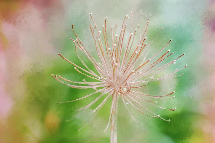 Fantastic Bloom Digital Art by Terry Davis