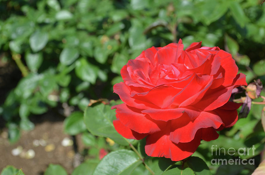 Fantastic Blooming Red Rose Blossom in a Garden Photograph by DejaVu Designs