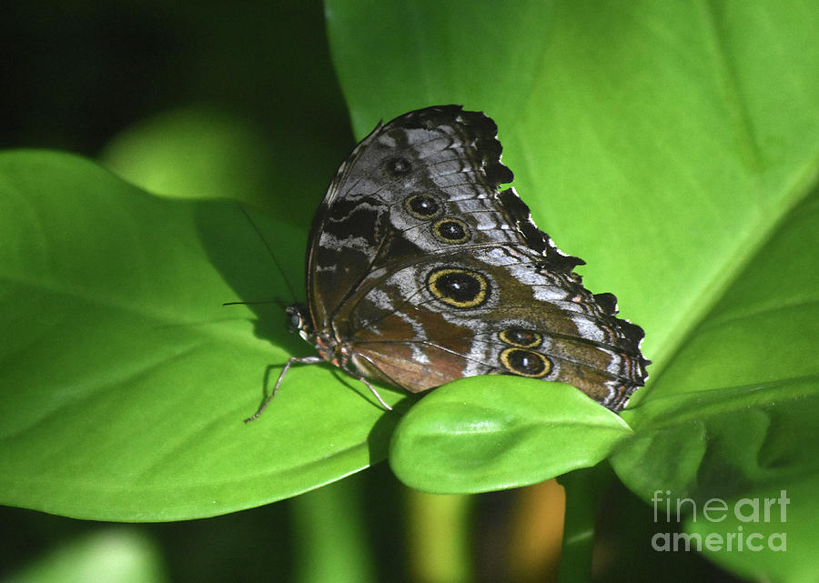 Fantastic Blue Morpho With His Wings Closed on a Leaf Photograph by ...