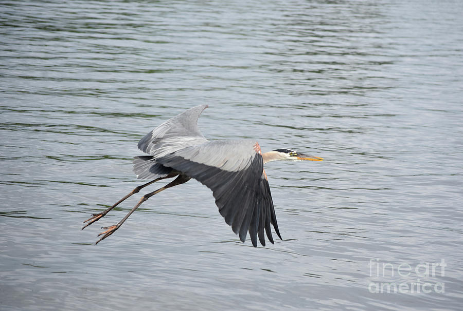 Fantastic Capture of a Great Blue Heron in Flight Photograph by DejaVu Designs