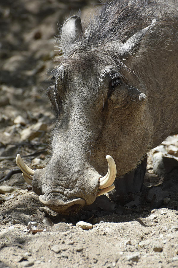 Fantastic Close Up Look at a Warthog with Curled Tusks Photograph by ...