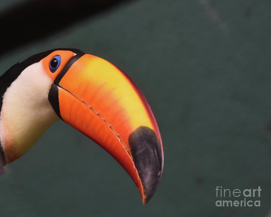 Fantastic Close Up Look at the Face of a Toucan Photograph by DejaVu Designs