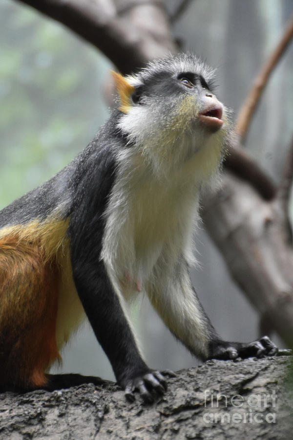 Fantastic Close Up of a Wolfs Guenon Monkey Photograph by DejaVu Designs