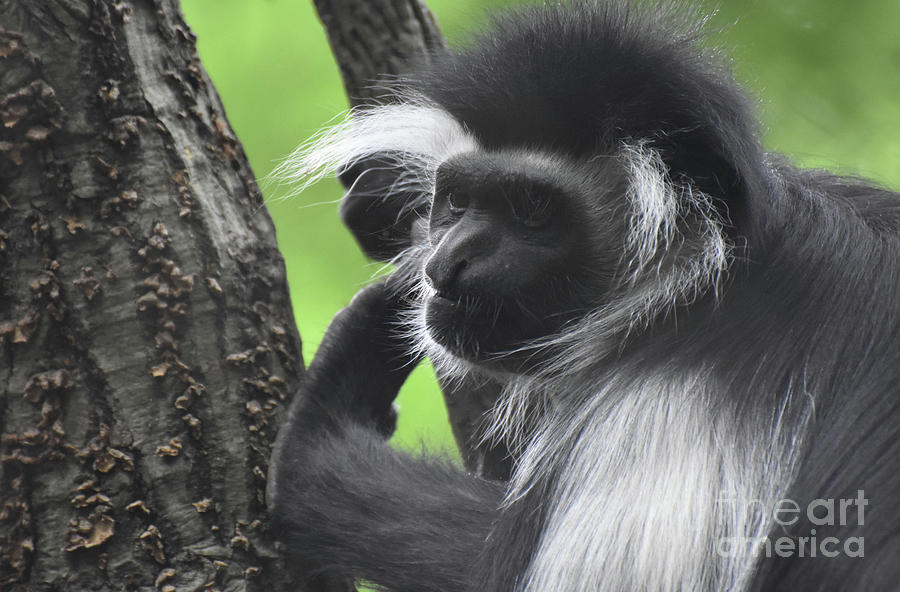 Fantastic Face of a Colobus Monkey Poised in a Tree Photograph by DejaVu Designs